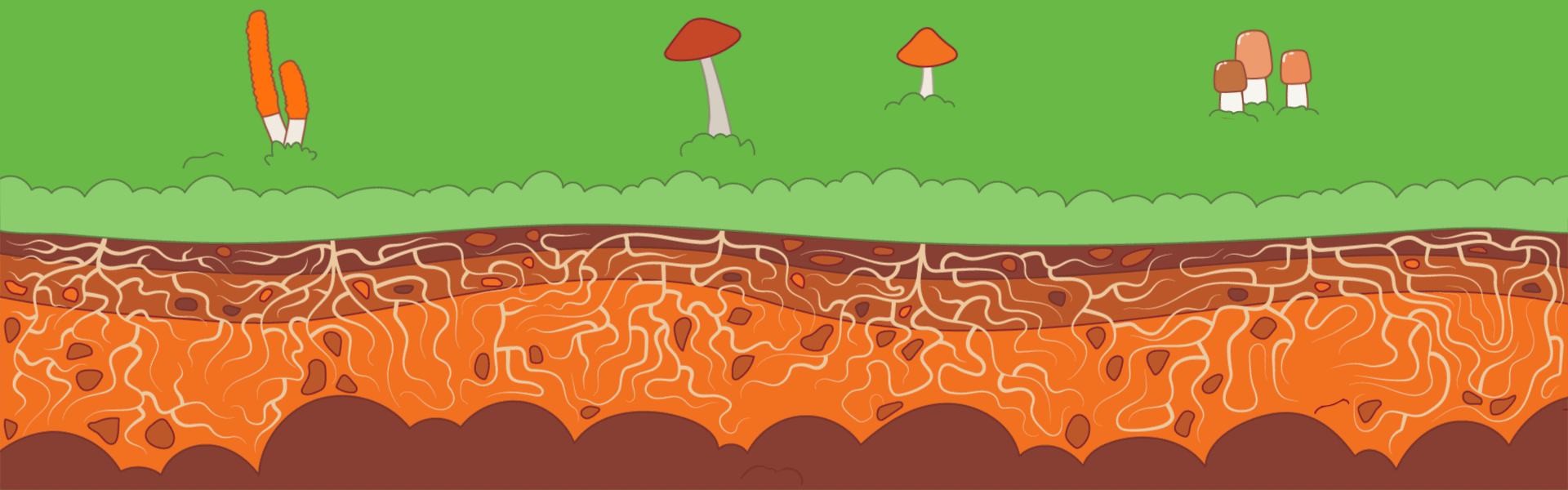 Mashroom Animations